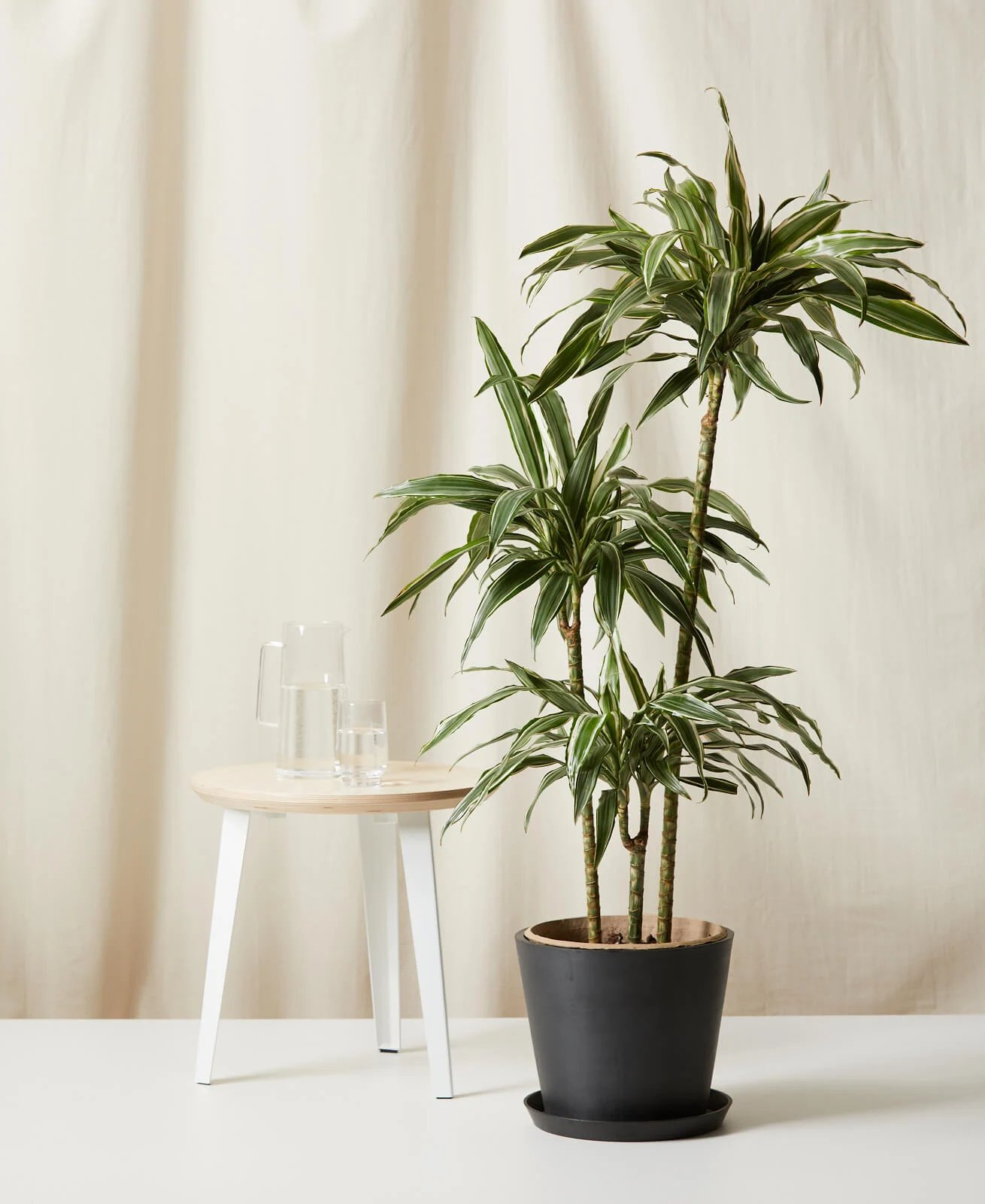 Dracaena