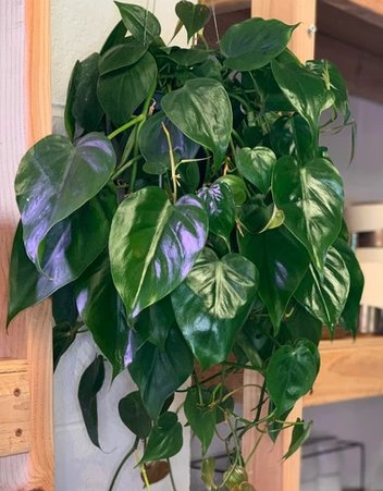 Cordatum - Heartleaf Philodendron