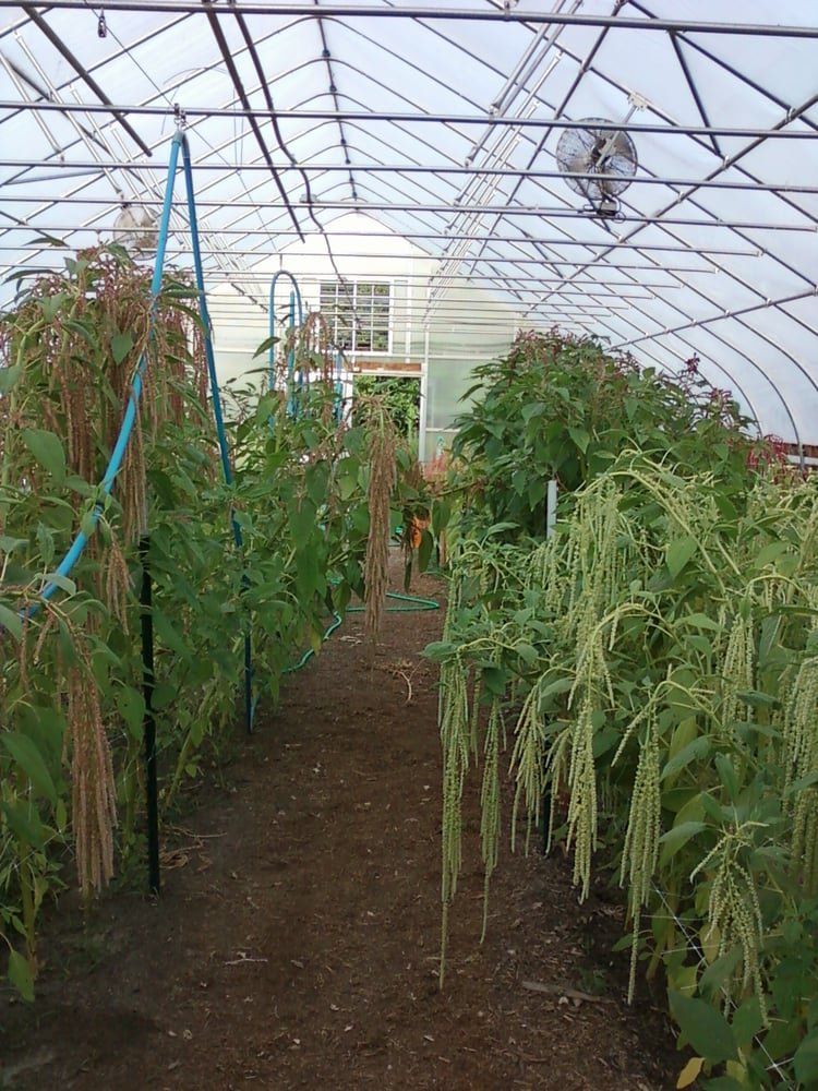 Indy Urban Acres