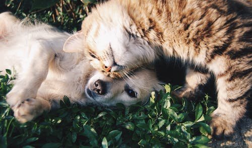 VCA Brookline Animal Hospital