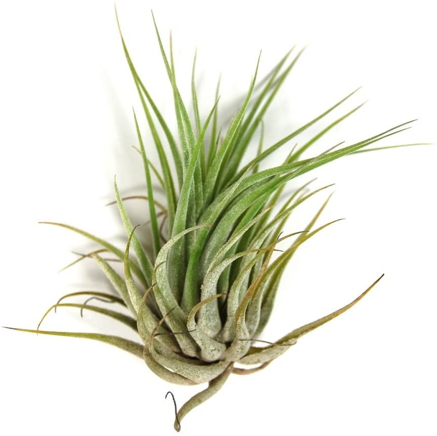 Tillandsia - Air Plants