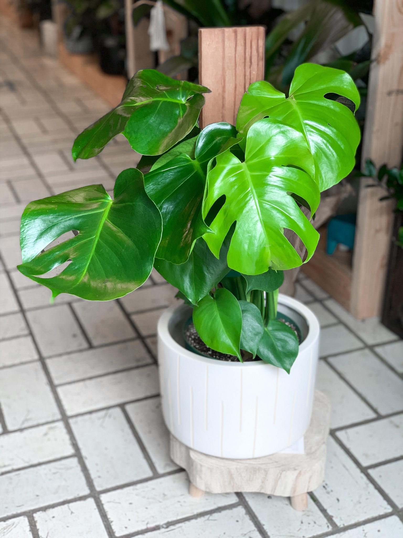 Monstera Deliciosa