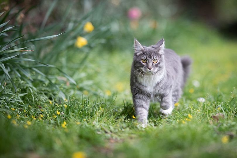 Animal Care Center of Aurora