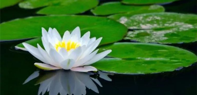 Magic Tcm - Acupuncture & Herbal Medicine