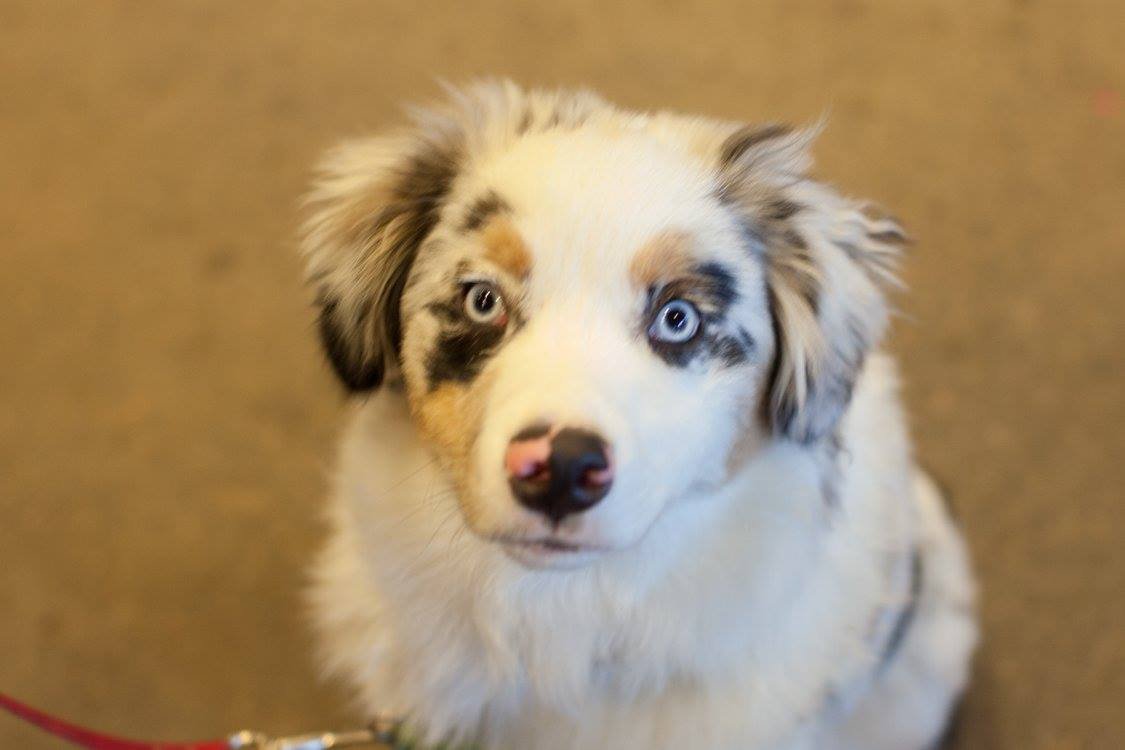1st Pet Veterinary Centers