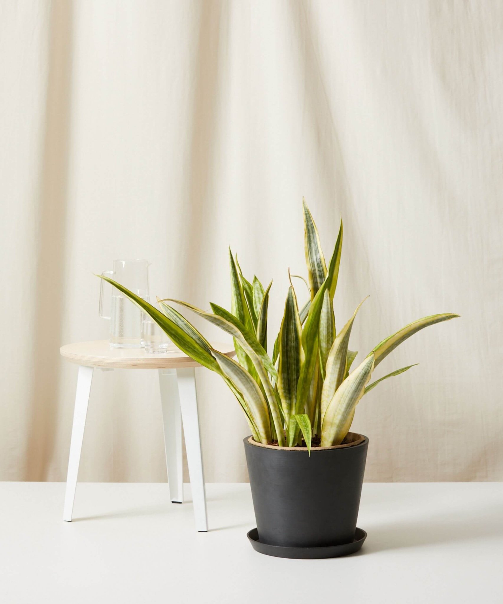 Sansevieria - Snake Plants