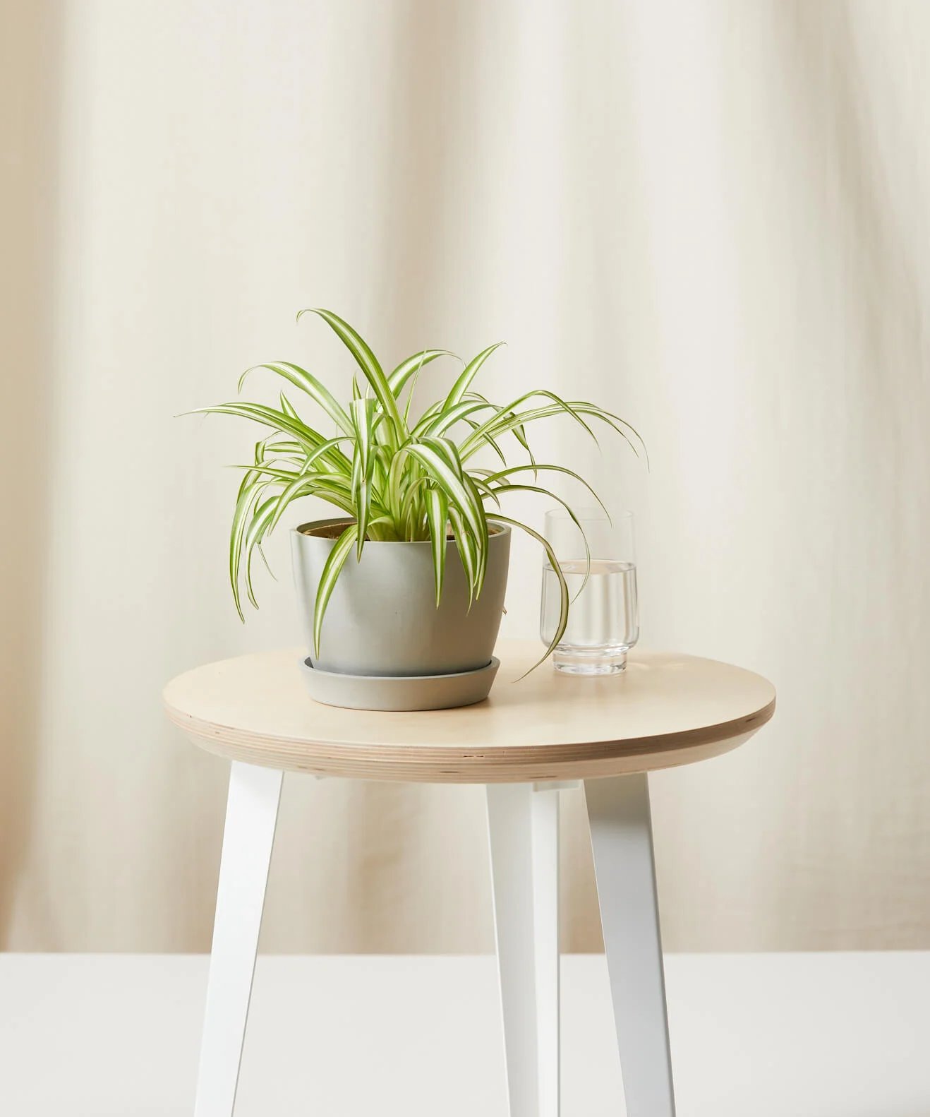 Spider Plant