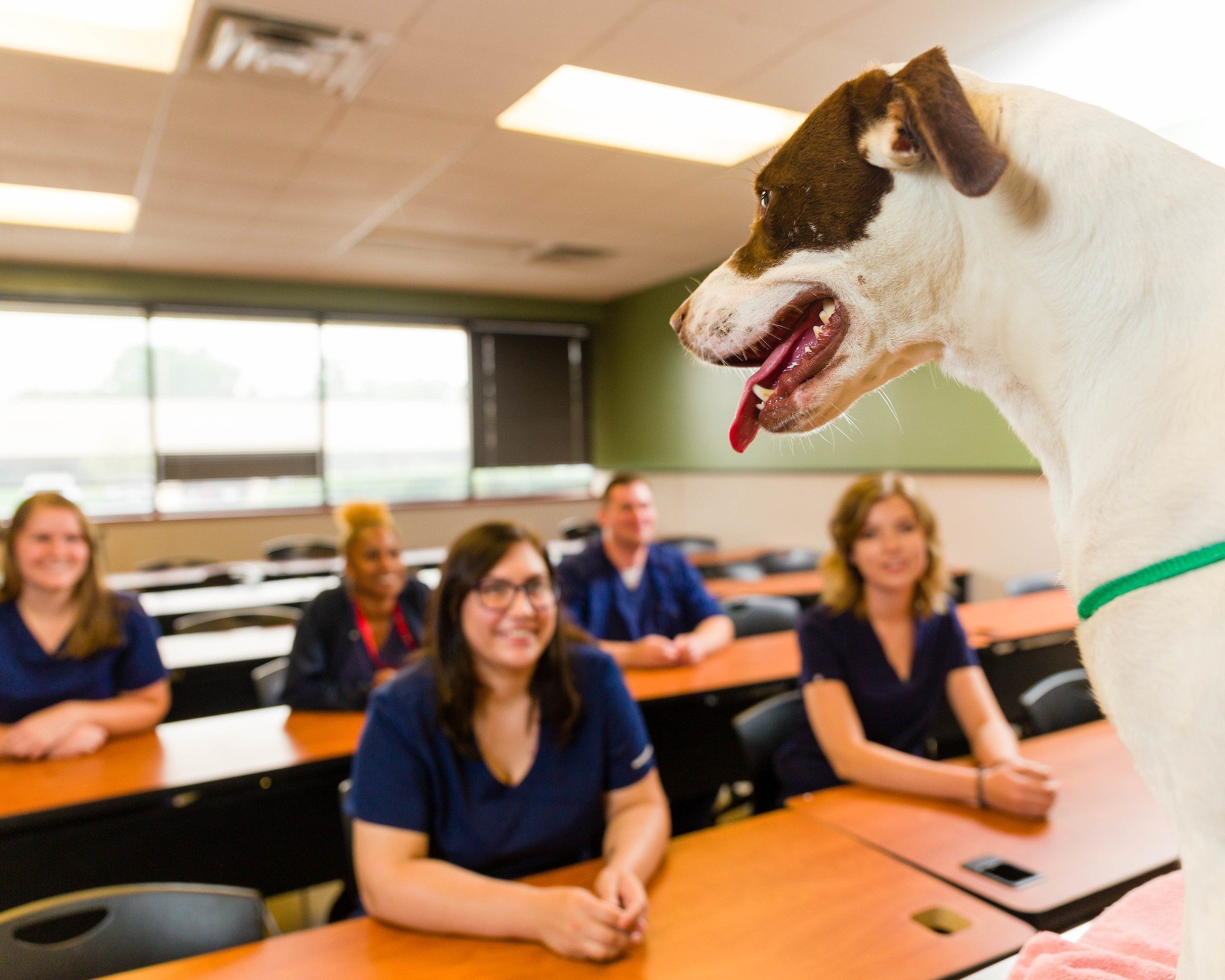 Vet Tech Institute