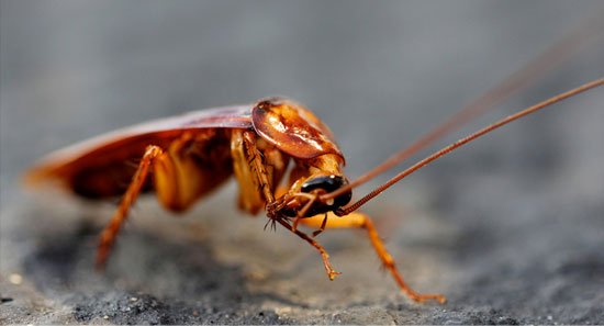 Green Mango Pest Control