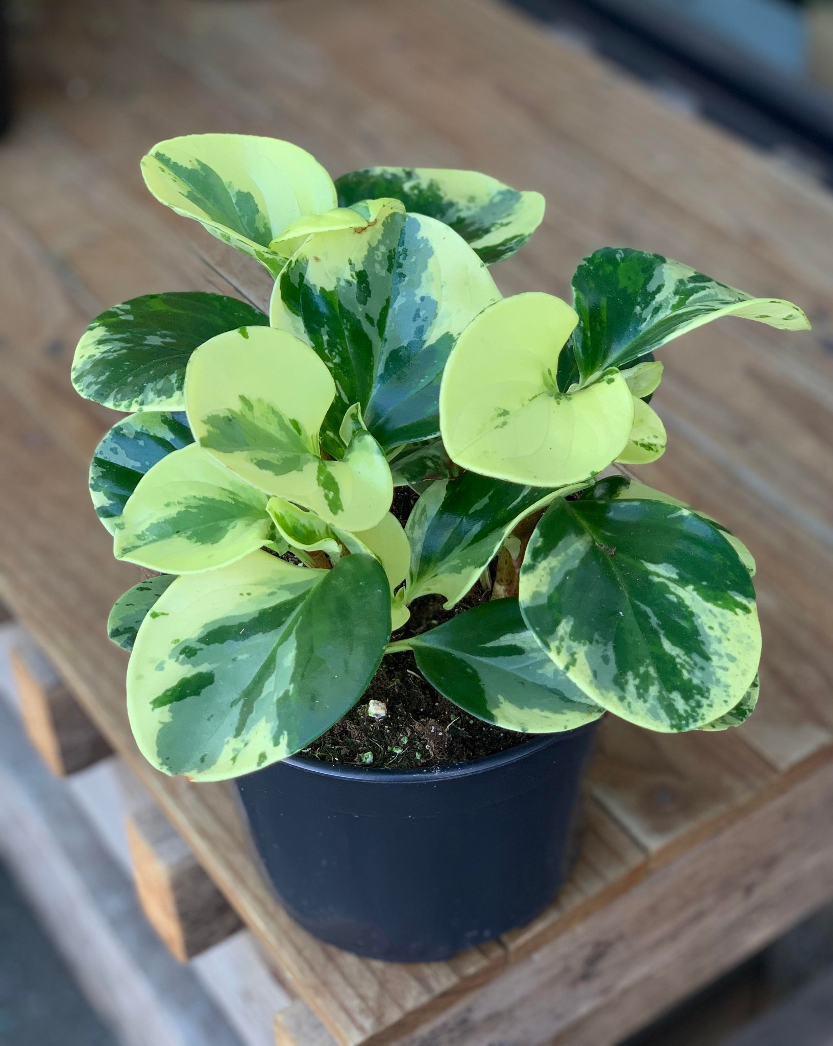 Peperomia Obtusifolia - Baby Rubber Plant