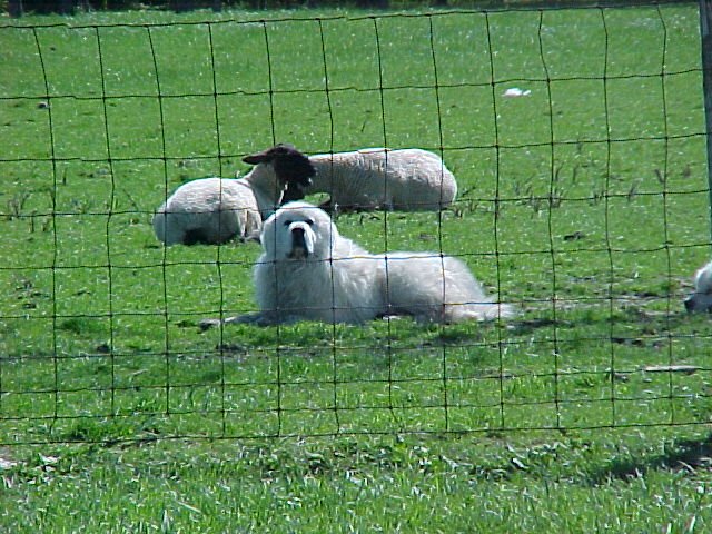 Coffman Great Pyrenees