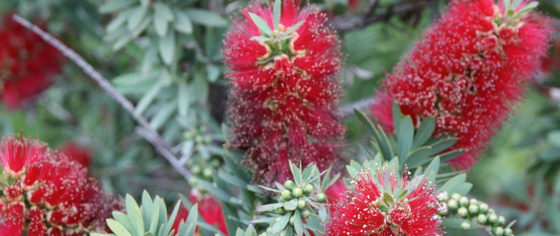 Zilker Botanical Garden