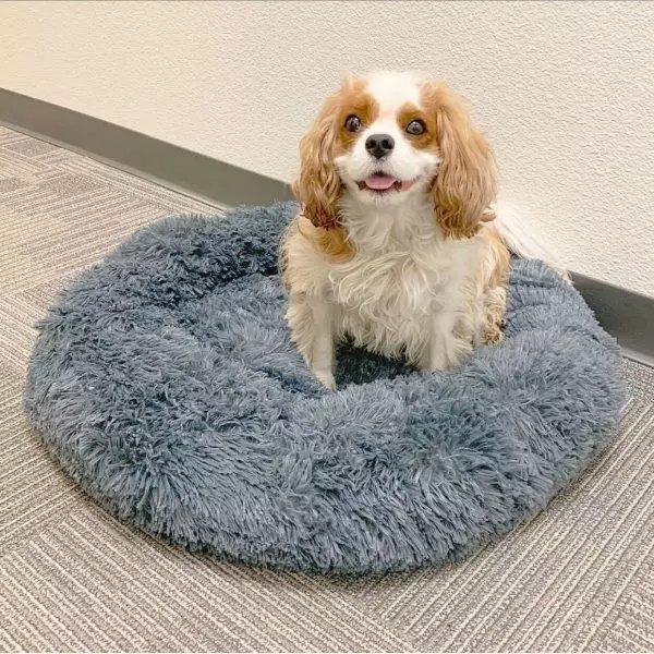 Alpha Paw Cozy Calming Bed