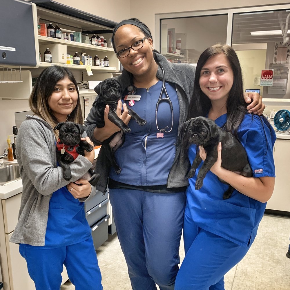 Medical District Veterinary Clinic at Illinois