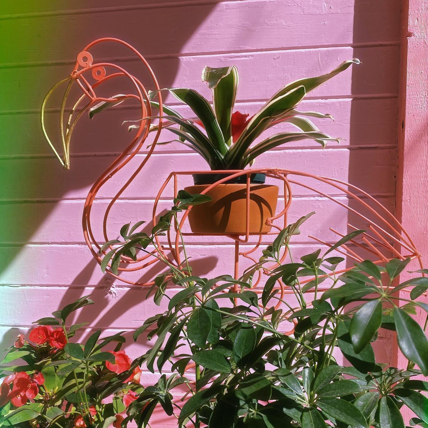 Pink Flamingo Plant