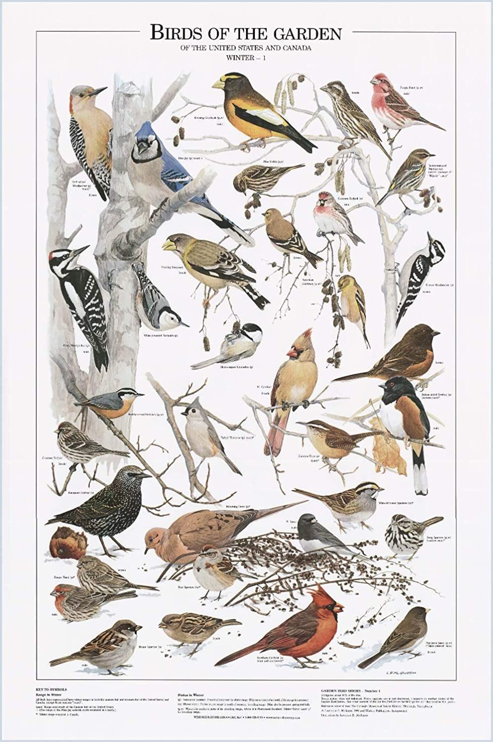 Charting Nature's Garden Bird Poster