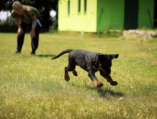 Four Paw Sports Center