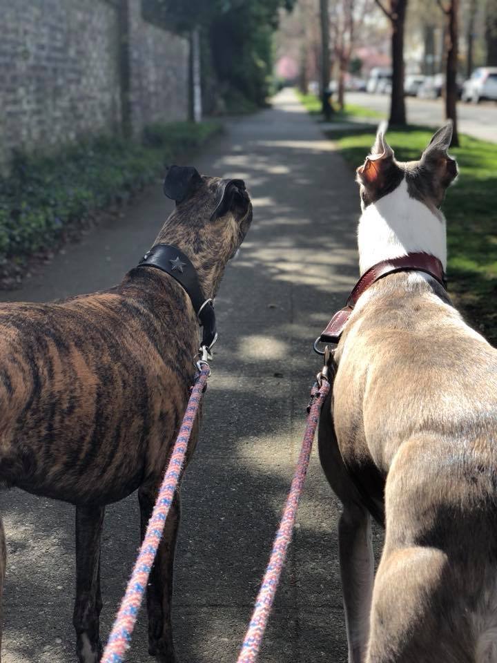 City Girl Dog Walking