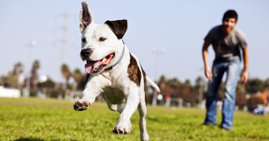 Strut the Pup