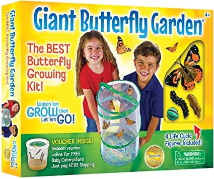Insect Lore - Bh Butterfly Growing Kit