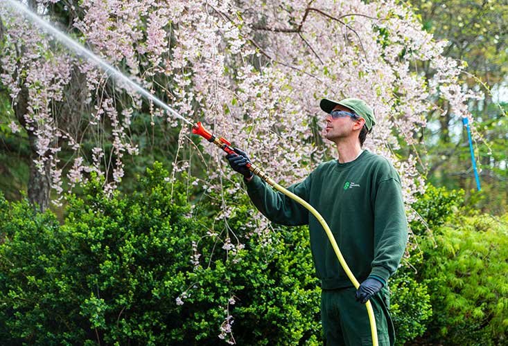 Tree Specialists