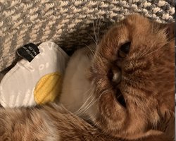 Catnip Fried Egg