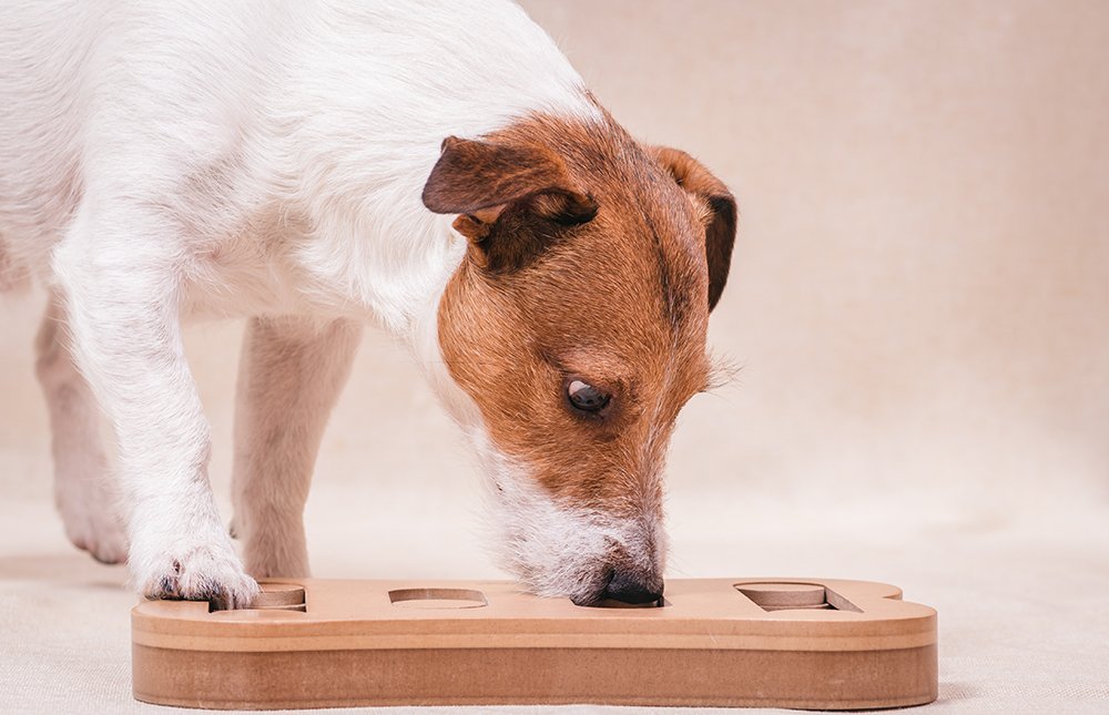 Tufts Animal Behavior Clinic