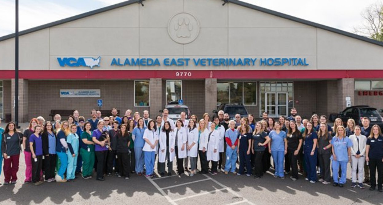 Vca east hot sale animal hospital