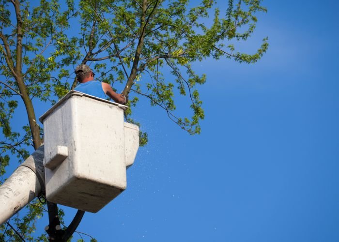 Rhode Island Tree Removal