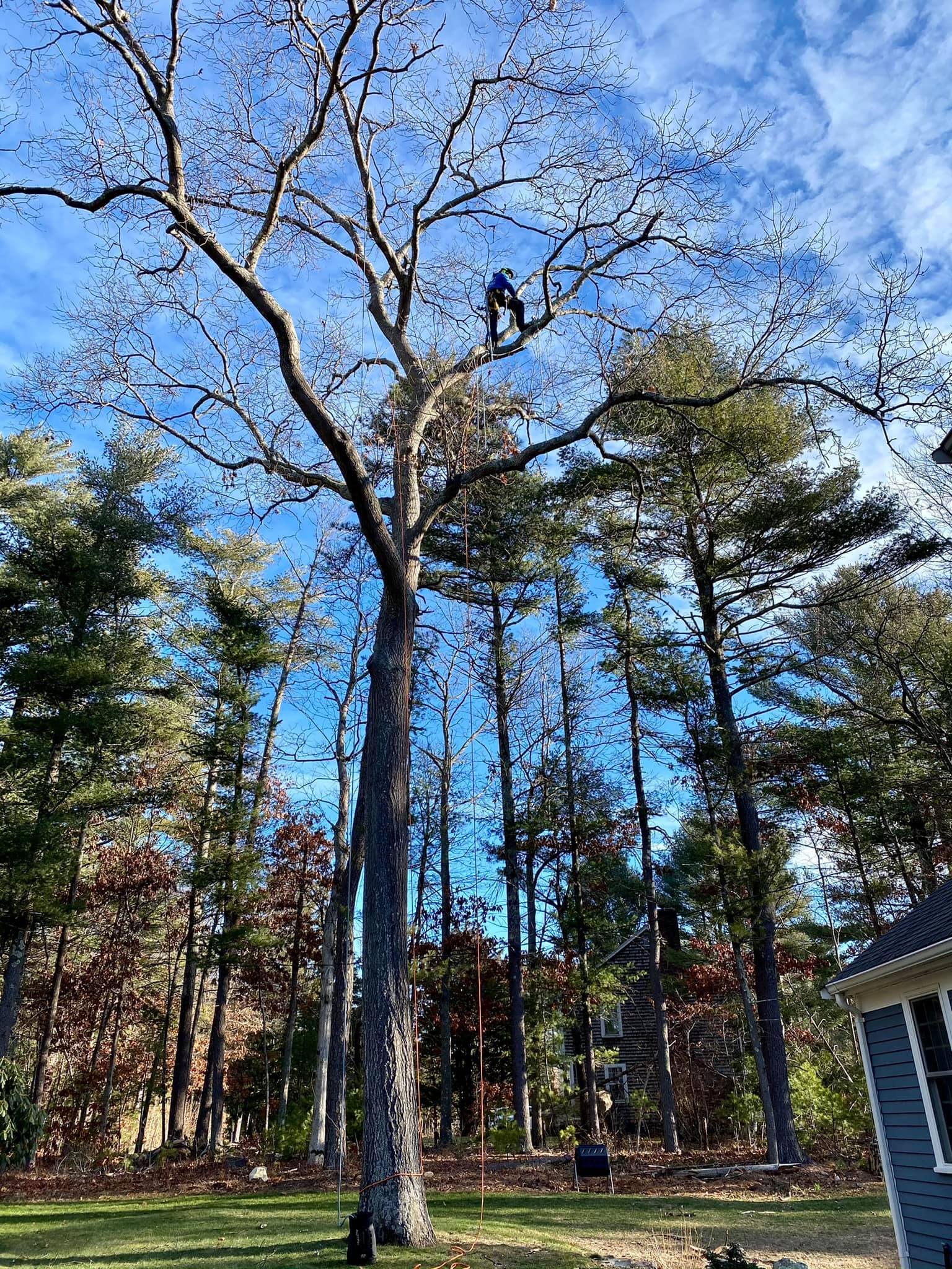 Southeast Arborist