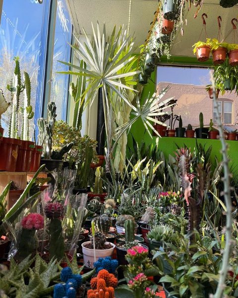 The Plant Room Denver