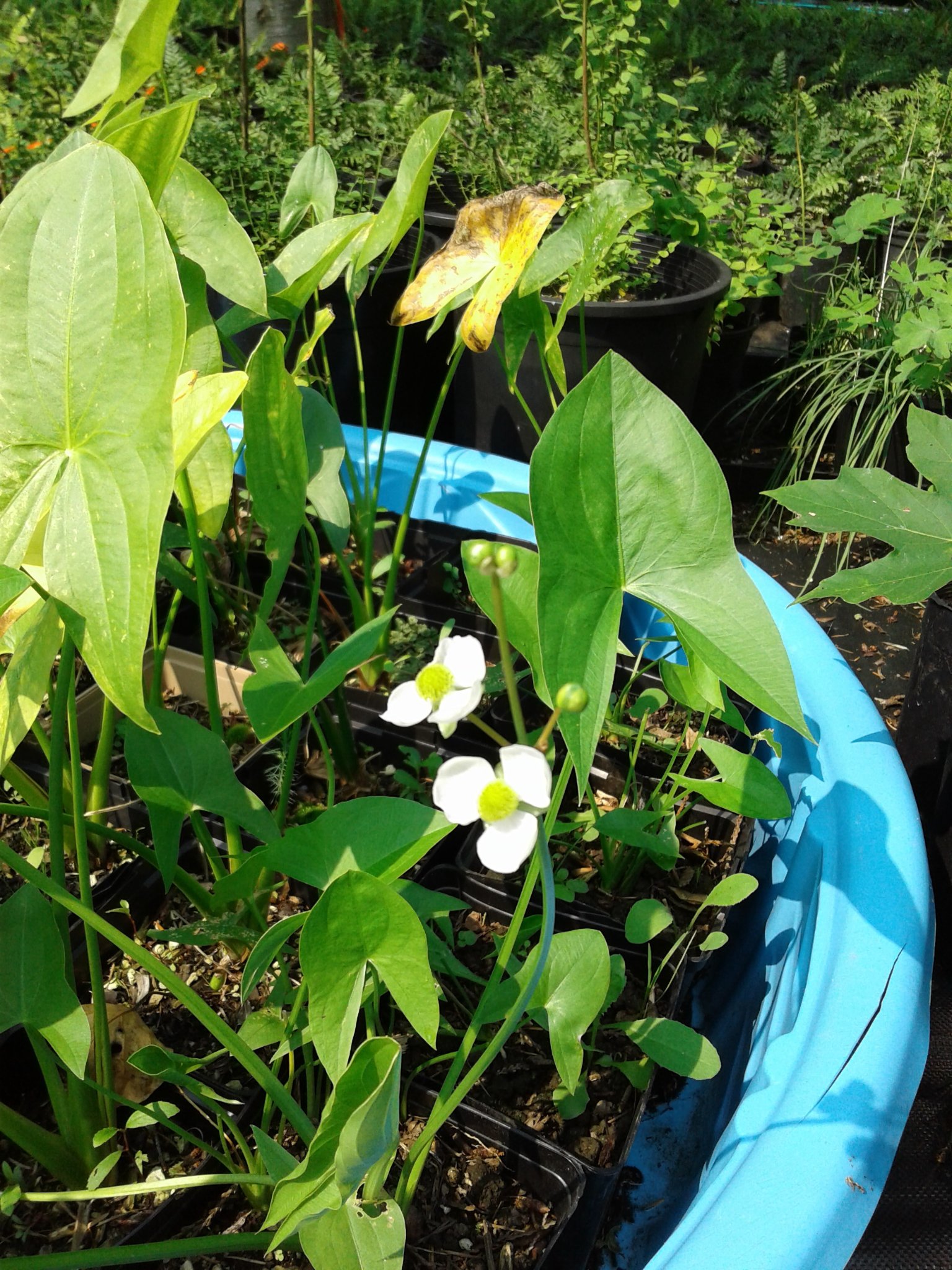 Tadpole Haven Native Plants