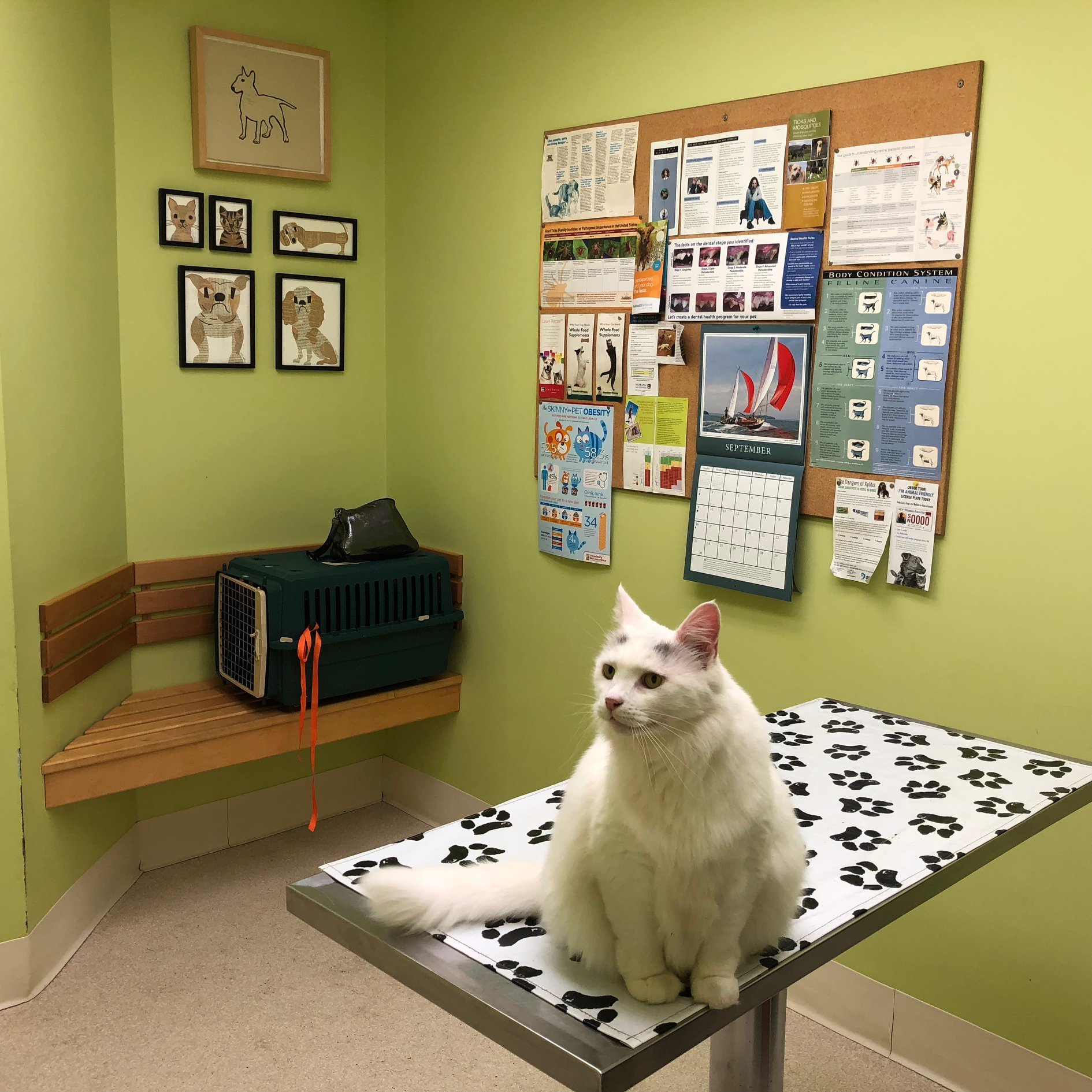 Hawthorne Animal Health Care