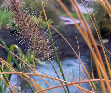 Monsoon Rain Gardens