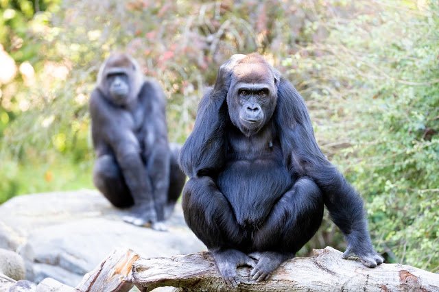 Woodland Park Zoo