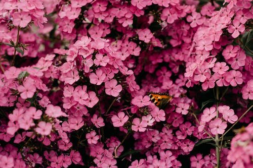 The Natural Gardener