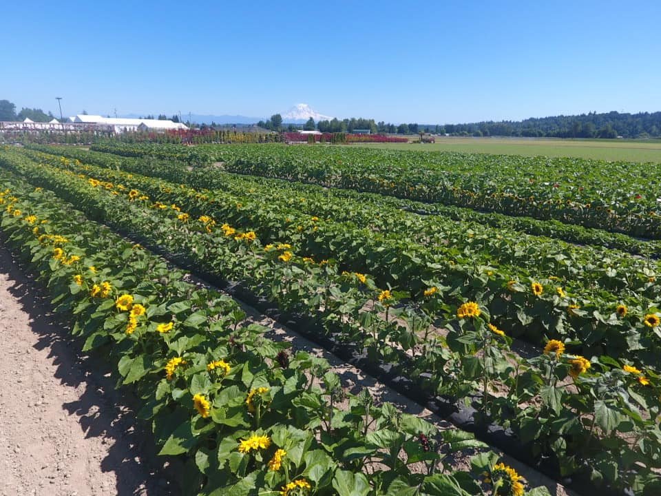 Sterino Farms