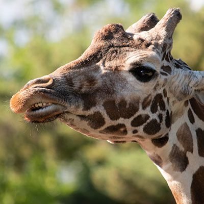 Denver Zoo