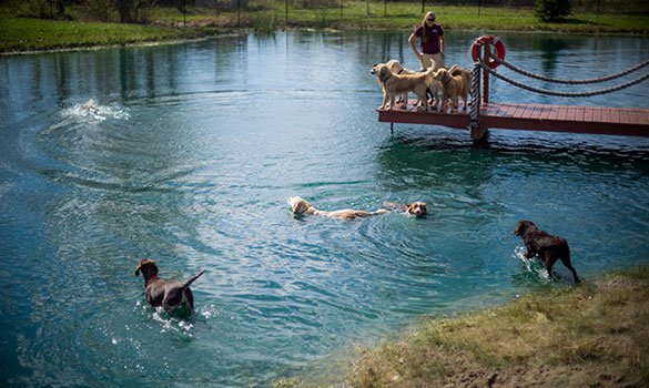 Zionsville Country Kennels