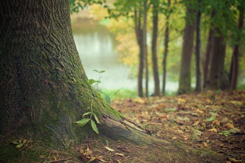 Austin Tree Experts