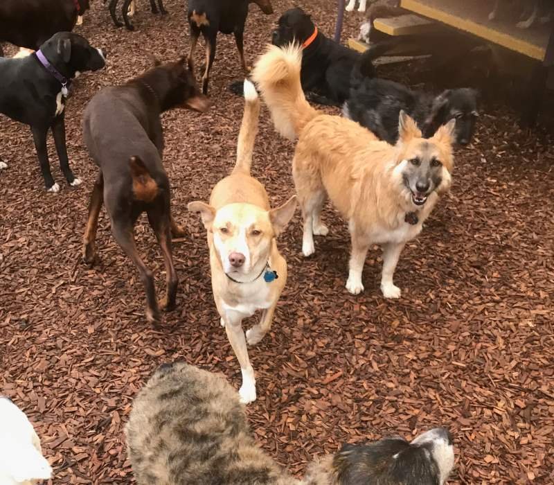 Dog resort sale sodo