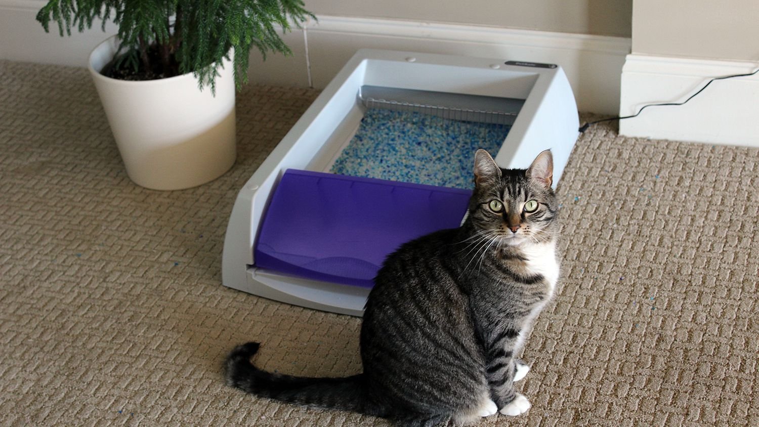 Petsafe Scoopfree Litter Box