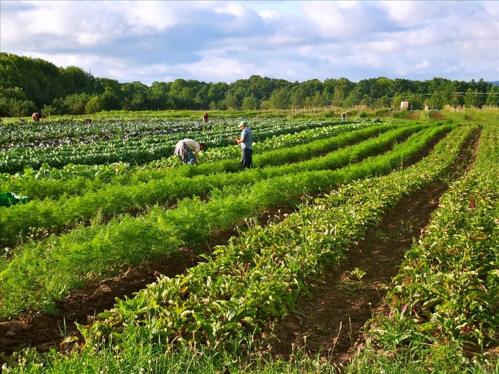 Providence Organic Farm, Cafe & Natural Food Market