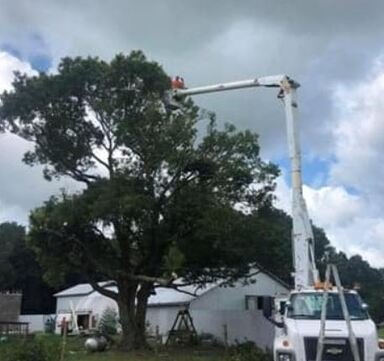 Elgin Tree Service