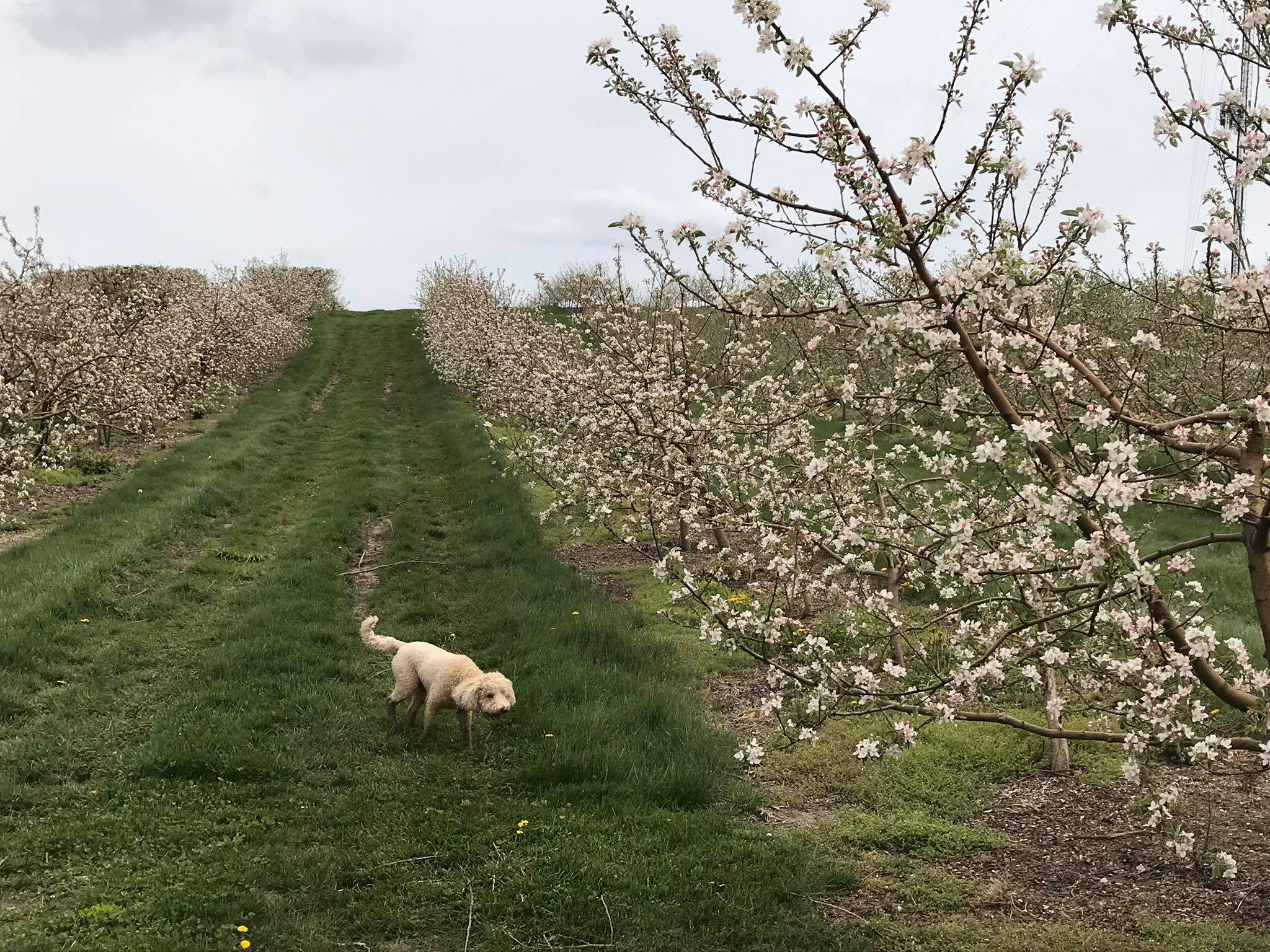 Anderson's Orchard