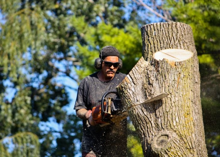 Boston Tree Service