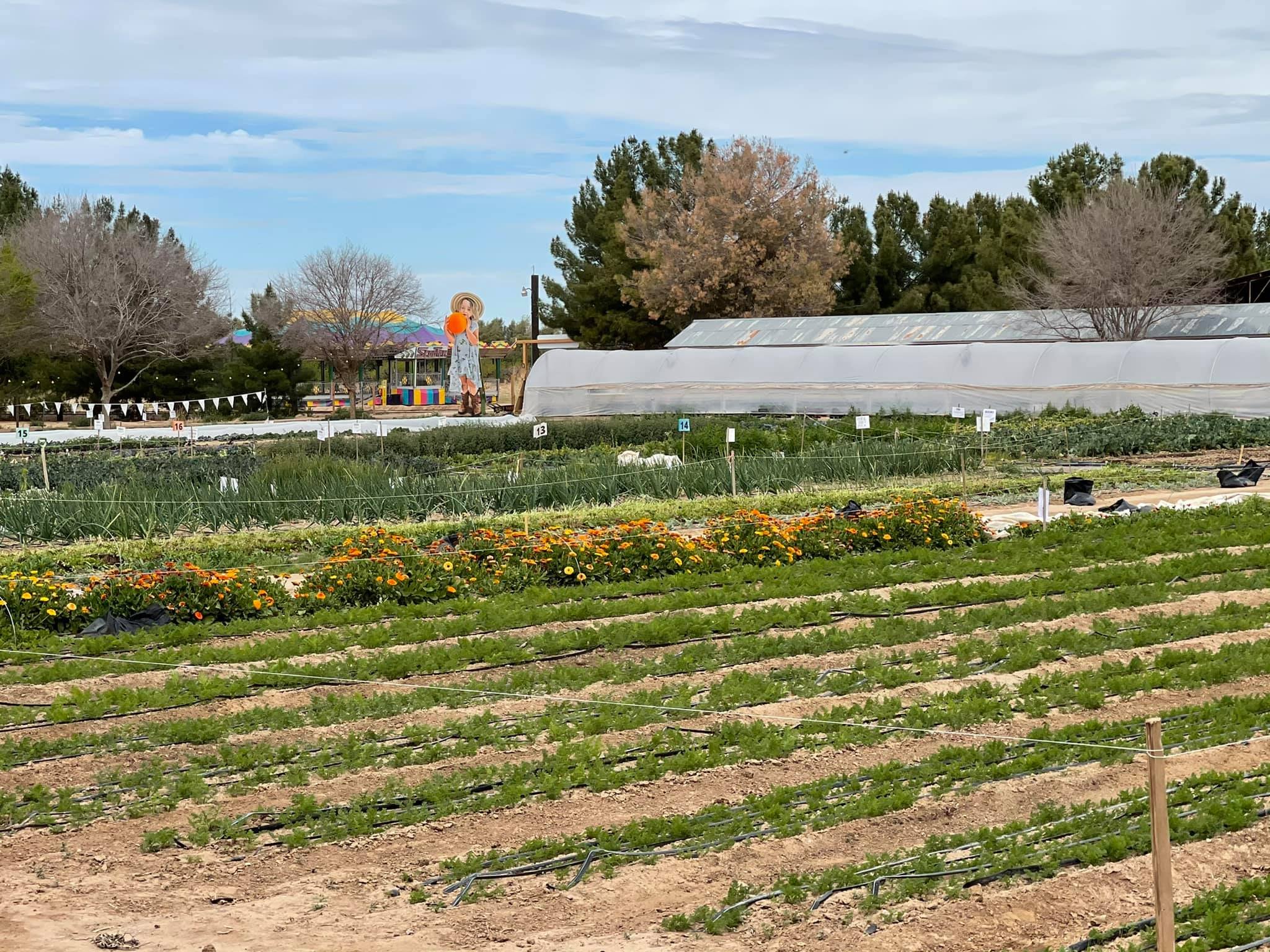 Schnepf Farms