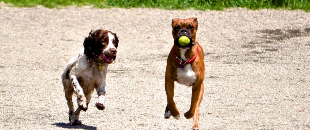 Magnusen Park Off-Leash Area