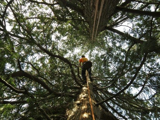 Ballard Tree Service