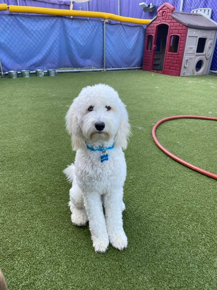 Central Bark Doggy Day Care